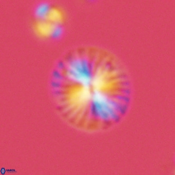 Calcidiscus pataecus VR 05842