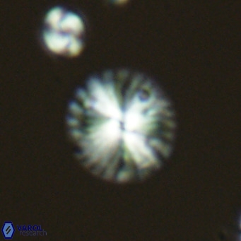 Calcidiscus pataecus VR 05844