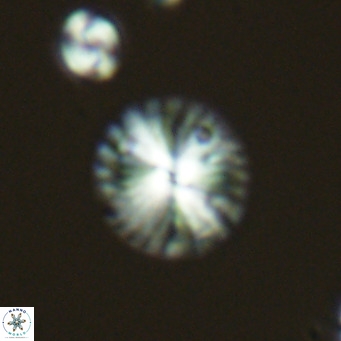 Calcidiscus pataecus VR 05844