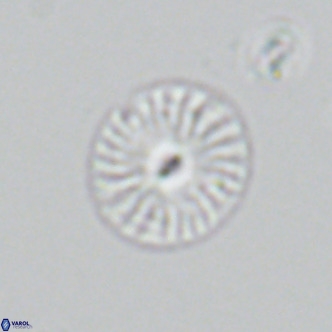 Calcidiscus pataecus VR 05849