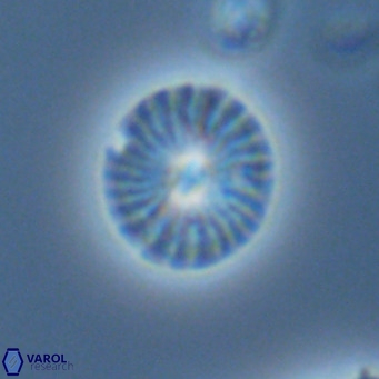 Calcidiscus pataecus VR 05853