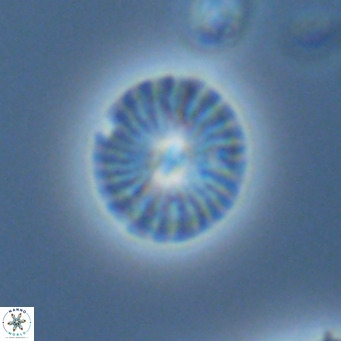 Calcidiscus pataecus VR 05853