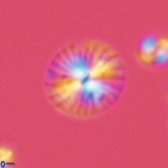 Calcidiscus pataecus VR 05832