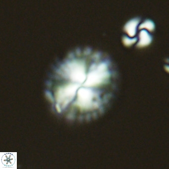 Calcidiscus pataecus VR 05835