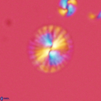 Calcidiscus pataecus VR 05838