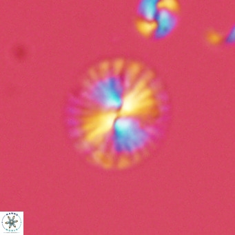 Calcidiscus pataecus VR 05838