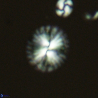 Calcidiscus pataecus VR 05839
