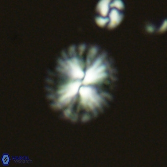 Calcidiscus pataecus VR 05839