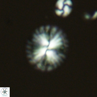 Calcidiscus pataecus VR 05839