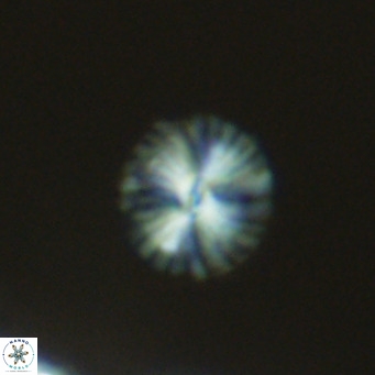 Calcidiscus pataecus VR 09387