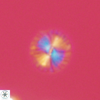 Calcidiscus pataecus VR 09388