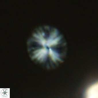 Calcidiscus pataecus VR 09393