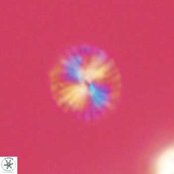 Calcidiscus pataecus VR 09394