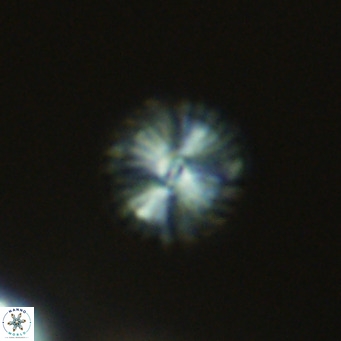 Calcidiscus pataecus VR 09395