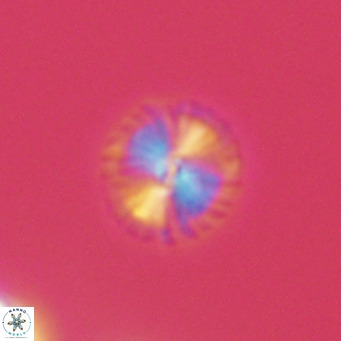 Calcidiscus pataecus VR 09396