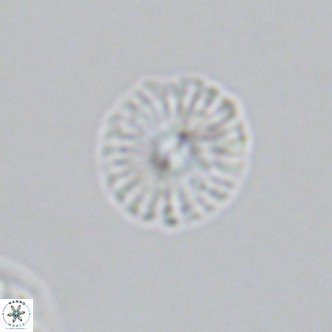 Calcidiscus pataecus VR 09397