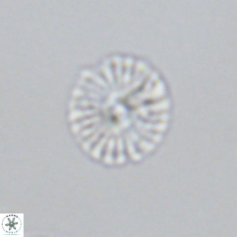 Calcidiscus pataecus VR 09401