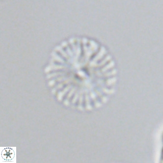 Calcidiscus pataecus VR 09403