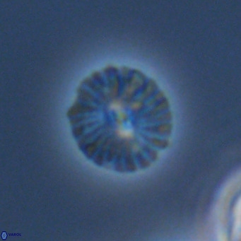 Calcidiscus pataecus VR 09405