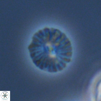 Calcidiscus pataecus VR 09405