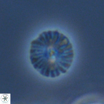Calcidiscus pataecus VR 09406