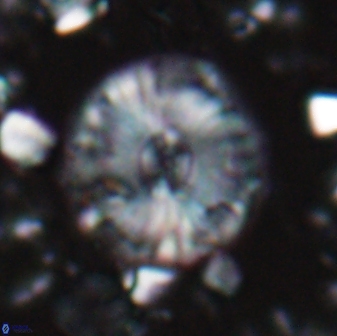 Calcidiscus ppacificanus 22505