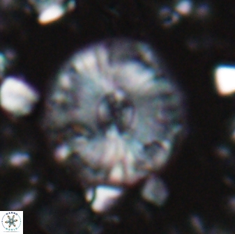 Calcidiscus ppacificanus 22505