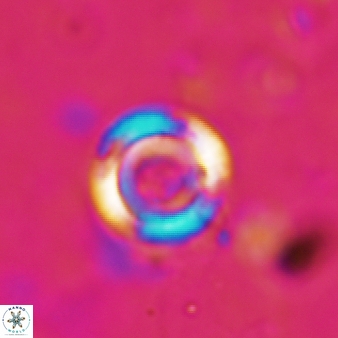Calcidiscus salomonii 684