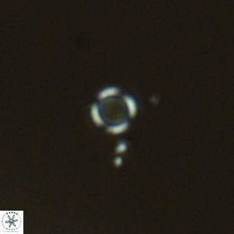 Calcidiscus salomonii VR 05827