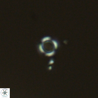 Calcidiscus salomonii VR 05828