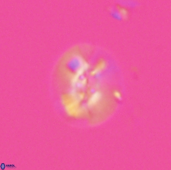 Calcidiscus sp C 24594