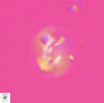 Calcidiscus sp C 24594