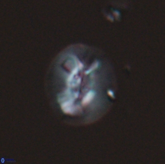 Calcidiscus sp C 24595