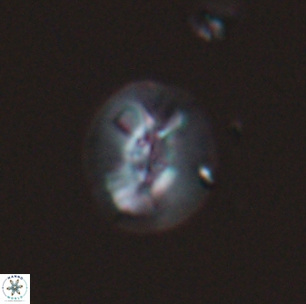 Calcidiscus sp C 24595