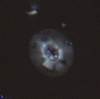 Calcidiscus sp C 24596