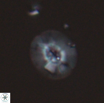 Calcidiscus sp C 24596