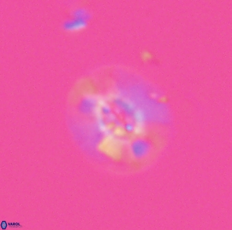 Calcidiscus sp C 24597