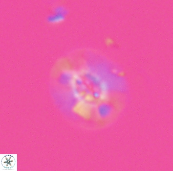 Calcidiscus sp C 24597