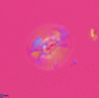 Calcidiscus sp C 24598