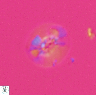 Calcidiscus sp C 24598