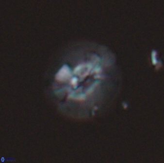 Calcidiscus sp C 24599