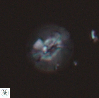 Calcidiscus sp C 24599