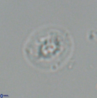 Calcidiscus sp C 24600