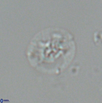 Calcidiscus sp C 24601