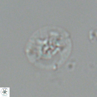 Calcidiscus sp C 24601