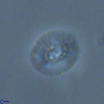 Calcidiscus sp C 24602