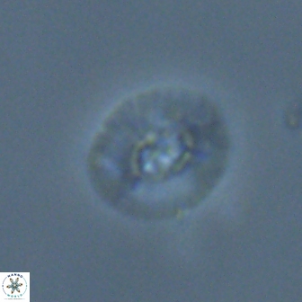 Calcidiscus sp C 24602