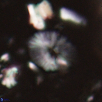 Calcidiscus sp 21026