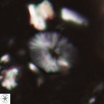 Calcidiscus sp 21026