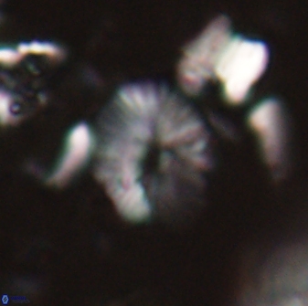 Calcidiscus sp 21029